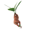 Mandragoora de Resina Premium - Decoração Mágica Harry Potter para Casa e Jardim - Hogwarts™ Express